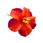 特価！11cm/ハイビスカスフォームピック/オレンジ・レッド/品番TF152