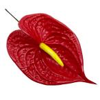 【特価】17cmアンスリウム XL/レッド 品番TF164