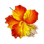 【特価】10cm/オハイアリーフォームピック/オレンジ/品番TF170