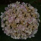 桜坂　【半日陰】　園芸種　アジサイ　ポット苗　1株