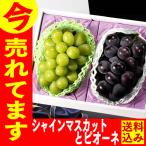 敬老の日 シャインマスカット ギフト フルーツ 果物 ( 早割 2025 プレゼント 食品 くだもの 80代 70代 祖母 90代 施設 孫 贈答用 ) ピオーネ 詰め合わせ KRME