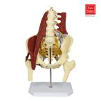  тело человека поясница . модель . человек .. анатомия модель . мясо контейнер . анатомия живое существо .... хирургия? пол .... инструмент 