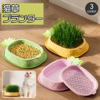  кошка . посадочная машина ананас кошка . pot кошка . box контейнер гидропонная культура модный симпатичный кошка .. кошка ..... tray простой удобный pe