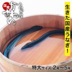  сырой ..... очень большой размер 5060 иен ~ 2~5 хвост хвост число можно выбрать местного производства ... магазин .... угорь . угорь для бизнеса . угорь BBQ барбекю земля для .. покупка 