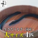 ショッピングうなぎ 国産 生きたうなぎ 大サイズ4尾 4p 1kg 鰻 活鰻 業務用 活ウナギ