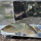 * продается в комплекте *( пресноводная рыба )kane common (4~6cm±) (3 шт )[ организм ]