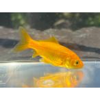 ( золотая рыбка ) местного производства лимон комета ( короткий хвост ) Edogawa производство (1 шт )[ организм ]