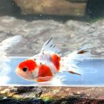 (金魚)国産 東錦 平賀養魚場産(1匹)【生体】