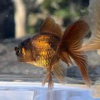 ( goldfish ) domestic production black Holland Satsuma production (1 pcs )[ organism ]