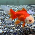 (金魚)飯田更紗オランダ 2才(1匹)【生体】