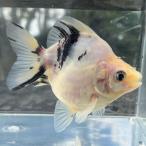 ショッピング金魚 （金魚）だるま琉金　現品‐1　（1匹）【生体】