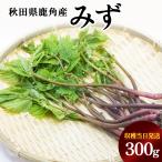 { предшествующий предварительный заказ } дикоросы ..300g Akita префектура олень угол производство *2026 год 6 месяц сверху . отправка начало .. этот день отправка . олень угол производство местного производства дикоросы весна. тест . свежий бесплатная доставка [. делать олень угол Company ]