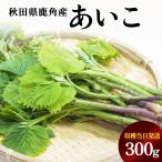 { предшествующий предварительный заказ } дикоросы ...300g Akita префектура олень угол производство *2026 год 5 месяц сверху . отправка начало .. этот день отправка . олень угол производство местного производства дикоросы весна. тест . свежий бесплатная доставка [. делать олень угол Company ]