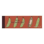 Shinzi Katoh/sinji Kato один кисть память My dear cats funny cats IM-01041