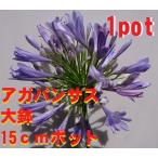  агапантус большой 15cm pot ввод большой АО 1 pot фиолетовый цветок много год . фиолетовый knsi Ran рассада 