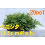  алый sida20 pot комплект .. зуб японский стиль. . двор . день .. сильный .... бонсай тоже рассада 