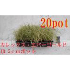 ka Rex ever Gold 20 pot комплект can sge рассада почвопокровные растения подлесок . ввод лист carex