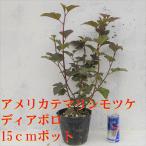 アメリカテマリシモツケ ディアボロ 1本 銅葉が綺麗で育てやすい 苗 鉢植え ガーデニングに