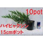  высокий bya расческа n10 pot комплект . Kashiwa . рассада ... земля ... для . рост бонсай тоже блокировка сад . способ . сильный 