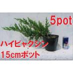  высокий bya расческа n5 pot комплект . Kashiwa . рассада ... земля ... для . рост бонсай тоже блокировка сад . способ . сильный 