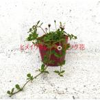 himeiwadare saw розовый цветок 24шт.@li Piaa прополка меры . симпатичный карамельки компэйто. подобный . цветок рассада 