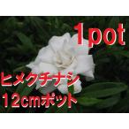 hime гардения 1 pot . -слойный .. роза. подобный цветок .. аромат ...ko гардения рассада садоводство ....