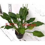  хоста [15cm pot ] 1 pot большая миска ho старт обычный товар вид hosta зеленый лист затенитель от солнца сад .! рассада 