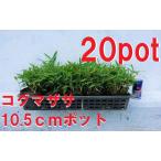 コグマザサ 20ポットセット 小熊笹 笹 和風のお庭に 苗 ガーデニング お正月 寄せ植え 門松 盆栽
