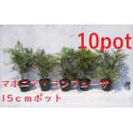 ma ho nia темно синий f.-sa[15cmpot]10 pot комплект маленький лист . юг небо ho soba османтус разнолистный наан тонн желтый цветок кобальт голубой. реальный рассада 