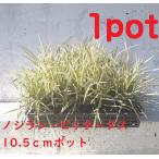 nosi Ran bita-tas1 pot город Хюга день . тоже сильный затенитель от солнца сад тоже выдерживающий холод . есть белый лист ... симпатичный рассада 