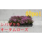 siba The kla газонная трава Sakura o-tam rose 40 pot se Tomos флокс 9cmpot 3 номер горшок . корень . рассада цветок. ..