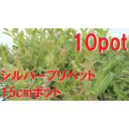  серебряный pli домашнее животное 10 pot комплект сырой .[15cm pot ].... садоводство запад бородвка ta. ввод рассада 