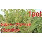  серебряный pli домашнее животное 1 pot сырой .[15cm pot ].... садоводство запад бородвка ta. ввод рассада 