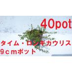 タイムロンギカウリス40ポットセッ...