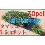  sphere dragon ophiopogon japonicus tamari ..70 pot set + is possible to choose sapling attaching green. .. sick . insect . little no ..... seedling [ is possible to choose sapling Get!]