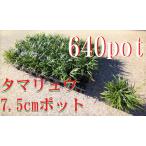  шар дракон офиопогон японский тамари ..640 pot комплект зеленый. .. болезнь . насекомое . немного нет ..... рассада 