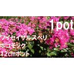 ワイセイサルスベリポコモック1ポッ...