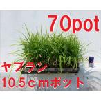 ya Blanc 70 pot комплект день . тоже сильный затенитель от солнца сад тоже . орхидея summer гадючий лук чёрный . глянцевый реальный рассада 