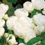 バラ [ シュネープリンセス ] 秋苗 大苗 白色系  四季咲  (Pol) ポピュラーローズ バラ苗 薔薇  (2508)