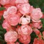 ショッピング薔薇 バラ [ マルゴコスター ] 秋苗 (大苗)  ピンク系  四季咲 (Pol) バラ苗 薔薇 (2508)