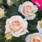 バラ [ ここねいろ ] 秋苗 大苗 アプリコット クリーム系 四季咲 京阪園芸 F&Gローズ ローズアロマティーク バラ苗 薔薇 (2508)