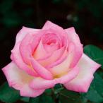 ショッピング薔薇 バラ [ プリンセスドゥモナコ ] 秋苗 大苗 ピンク系  四季咲  (H.T) ポピュラーローズ 大輪系 バラ苗 薔薇 (2508)