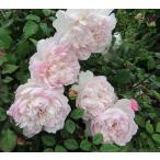 バラ[ソワイユ]春苗ピンク系四季咲...