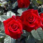 ショッピングバラ バラ [ シュワルツマドンナ ] 秋苗 (大苗)  四季咲 （HT)  コルデス バラ苗 薔薇  (2508)