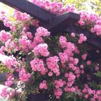  роза [ma человек тонн mo- Blanc bla-(R) ] осень рассада большой рассада один сезон ... роза climbing rose роза рассада роза (2508)