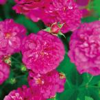バラ [ スイートシャリオット ] 秋苗 大苗 ピンク系 四季咲  (Mini) ムーア バラ苗 薔薇 (2508)