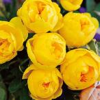 ショッピング薔薇 バラ [ ルミエール ] 秋苗 大苗 黄色系  四季咲 (S) 京阪園芸 F&Gローズ 大和バラ バラ苗 薔薇 (2508)