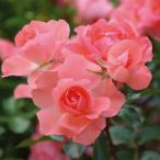 バラ [ ジャルダンドゥフランス ] 春苗 新苗 四季咲き ピンク系 FL バラ苗 薔薇 (2508h)