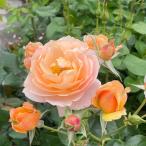ショッピング薔薇 バラ苗 春苗 [ スイートシフォン ] 新苗 オレンジ系 四季咲き 京阪園芸 F&Gローズ ローズアロマティークシリーズ バラ苗 薔薇 (2508h)