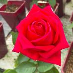  роза [.....] осень рассада большой рассада красный серия 4 сезон . столица . садоводство F&amp;G rose selection роза рассада роза (2508)